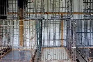 Rescatan a más de 400 gatos. Este sería su destino final (+Video)