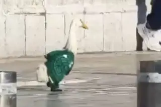 Un pato que va cantando alegramente cua cua; él es Merlín, la mascota viral del Mundial