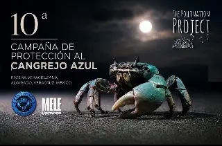 Earth Mission cumple 10 años protegiendo el cangrejo azul en Veracruz