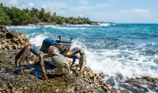 ¿Cómo proteger a los cangrejos azules en Veracruz?