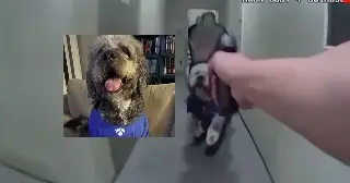 Revelan video del momento que policía de Los Ángeles mató a un perro a balazos