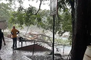 Le cae un árbol encima mientras se relajaba en balneario de Emiliano Zapata, cerca de Xalapa