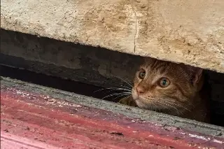 Detectan familias de gatitos en el centro de Veracruz; descubre cuál será su destino