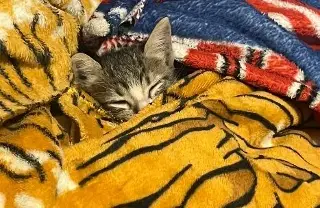 Ayuntamiento de Veracruz responde tras denuncia por caso de gatos envenenados 