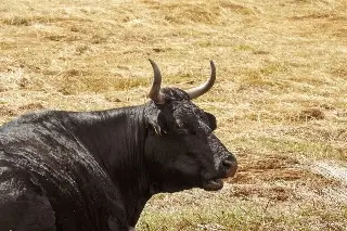 Adulto mayor muere tras ser embestido por un toro