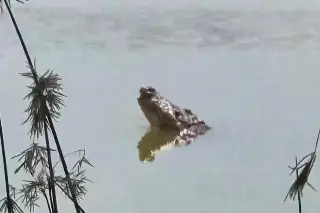¡Reaparece Mali! No es una atracción turística: ingresar a la laguna puede poner en riesgo tu vida