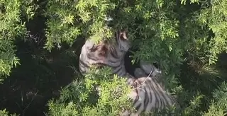 Se escapa tigre de refugio en Estado de México; esto pasó (video)