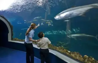 ¿Habrá más obras para el Acuario de Veracruz?; esto se contempla