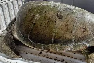 Tortuga verde es rescatada y liberada en costas del norte de Veracruz