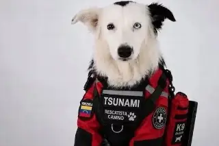 Tsunami, el perro rescatado que ahora salva vidas tras los terremotos en Venezuela