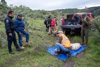 Muere tigre de bengala 'Kenzo' durante operativo de rescate; le habrían disparado