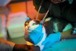 Asistencia veterinaria para perritos y gatitos tras los terremotos en Venezuela