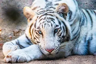 ¿Qué salió mal con Kenzo? Experto cuestiona el operativo que terminó con la muerte del tigre