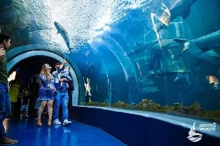 El Acuario de Veracruz se transformará por una noche con una experiencia inédita