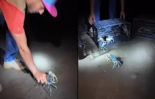 ¡Atención automovilistas! Lo que NO debes hacer si te encuentras con esto en carretera a Alvarado