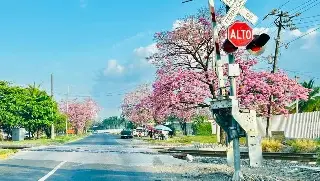 Día del Árbol: ¿Qué beneficios aportan a Veracruz?