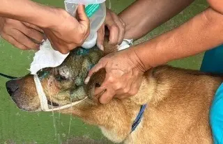 Alertan por incremento de perros afectados por gusano barrenador en Veracruz