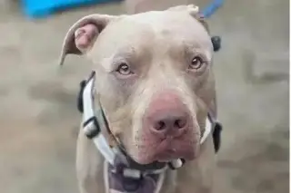 Caso Benji: piden castigo ejemplar contra presunto asesino de perrito en Veracruz