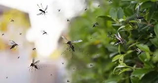 Veracruz suma dos muertes por dengue y 13 casos bajo estudio
