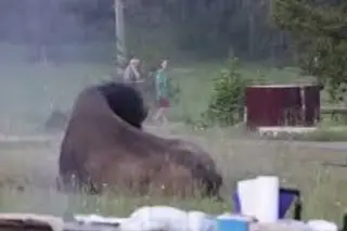 Turista desafía la distancia de seguridad en Yellowstone. Esta fue la consecuencia (+Video)