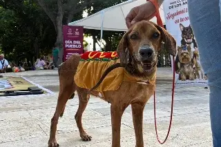 ¿Buscas un compañero? Veracruz tiene 30 perros listos para ser adoptados