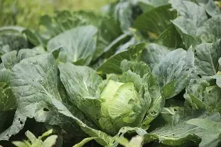 Taylor Farms retira de EU toda su lechuga producida en México por ciclosporiasis