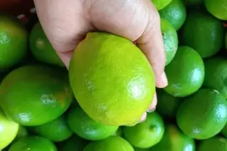 Plaga desploma hasta 70% producción de cítricos en Martínez de la Torre