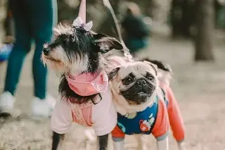  ¿Buscas atención veterinaria gratuita o adoptar una mascota? Veracruz realizará Feria de la Salud Animal