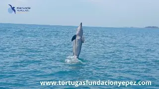 Captan hermosos delfines nariz de botella en el mar de Veracruz (Fotos)