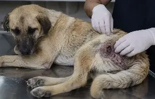 Hay casos en Veracruz y Boca del Río: el gusano barrenador pone en riesgo a las mascotas