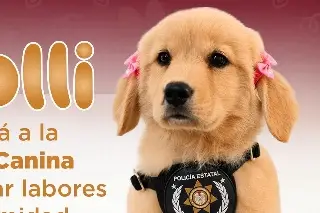 Presentan a Kualli, la perrita que formará parte de la Policía Estatal de Veracruz 