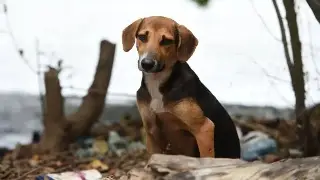 ¿Cuándo se considera maltrato animal? Esto dice abogada