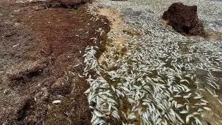Miles de peces aparecen muertos. Pescadores lo atribuyen a esto (+Video)