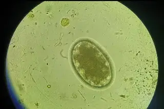 ¡Por contaminación fecal! Estos sitios sagrados, bajo vigilancia ambiental
