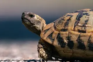 Van casi 40 tortugas halladas sin vida en playas de Veracruz 
