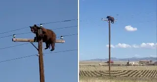 Muere oso luego de trepar a poste de electricidad, cerca de la frontera con México