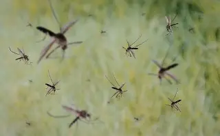 Dengue en Veracruz: estos son los municipios con más casos