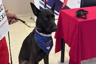 ¿Quién es Ónix? Conoce al primer perro de rescate de la Cruz Roja en Veracruz