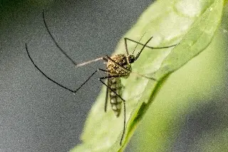 ¿Cómo busca Veracruz frenar el dengue? Alistan estrategia en los 212 municipios