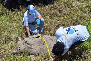 Hallan muerta una tortuga de 300 kilos en Veracruz; ¿Qué le pasó?