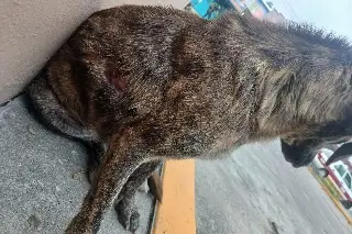 ¿Qué pasó con Yena? El perro que sufrió quemaduras en Veracruz 