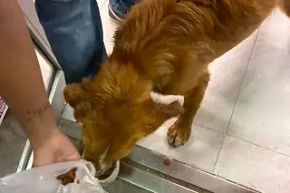 Acusan a esquitero de arrojar agua hirviendo a perrito en colonia de Veracruz