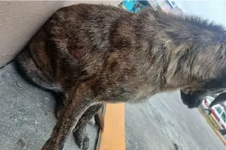 Así apareció 'Hiena', perrita quemada con agua hirviendo en Veracruz
