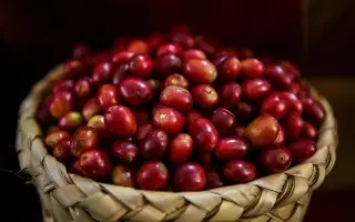 Importación de café desplaza a productores de Veracruz, acusan cafetaleros