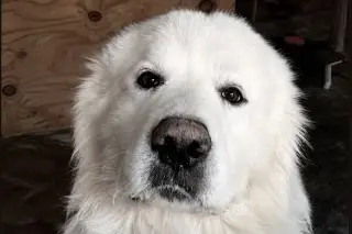 ¿Qué ha pasado en el caso del perrito Rocky arrastrado por su dueña? 