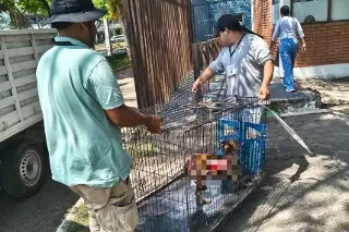 ¿Qué pasará con Hiena, la perrita quemada en Veracruz?