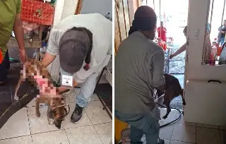 ¿Quién quemó a la perrita Hiena? Esto responden las autoridades de Veracruz