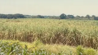 ¿Qué pone en riesgo los cañaverales de Veracruz? Ya suma 10 mil hectáreas afectadas