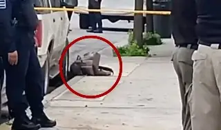 Encuentran bolsas lujosas de Karely Ruiz tiradas tras robo en su domicilio