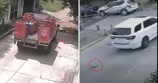 Crueldad animal en Xalapa: gato y perro atropellados en casos diferentes ocurridos el mismo día